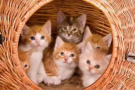 猫咪一生分为5个阶段，应该怎样才能更好地抚养？图片