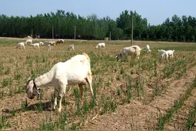 小麦被羊吃了怎么办？麦田里“打药”惹出纠纷，谁该负责？图片