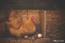 为何公鸡打鸣正常，母鸡打鸣就要被宰？老人的话还是有科学依据的图片