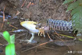 小蛇吞小蛙，肚子鼓囊囊图片