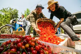 贵州大方：小小红樱桃 大大致富路图片