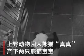 旅日大熊猫“真真”产双胞胎画面曝光，产下后就把宝宝抱进怀里图片