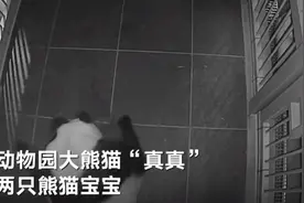 旅日大熊猫“真真”产双胞胎画面曝光，产下后就把宝宝抱进怀里图片