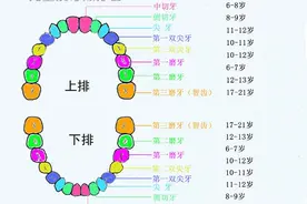 最完整的儿童换牙顺序图及注意事项，家长必看图片