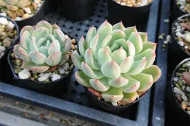 因为施肥过多多肉叶子不断掉落，该如何给多肉植物正确施肥呢？图片