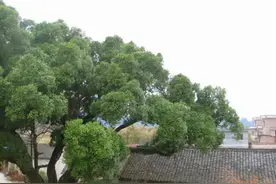 老辈人的告诫：“房后不栽树，门前不栽竹”图片