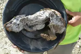 北极再现史前生物，57000年前的尸体暴露在外，人类应当警惕图片