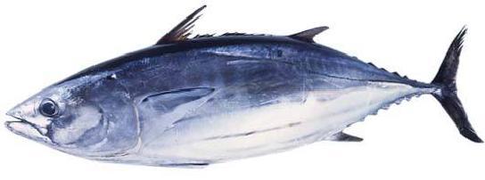 瀹夋厱缂囪兌鍘熻泲鐧借偨鈥斺€斿脊鎬с€佸弻铔嬬櫧锛屽垎浜粰鐖辩殑浜猴紒