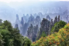 盘点世界著名的八处森林，探究是怎样的美丽与神秘图片