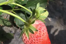草莓生长后期，需要怎样管理，才能结出品质优良的果实？图片
