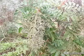 湖南发现了盐树，来看看你认不认得？图片