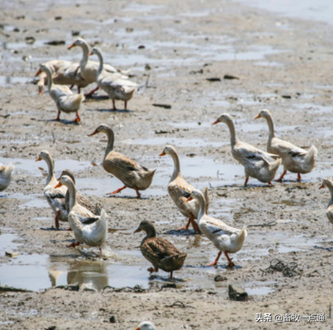 常用植物性蛋白质饲料有哪些各有何特点？