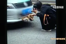 好疼！狗当街被撞卡进车保险杠内..... 谁该负责？图片