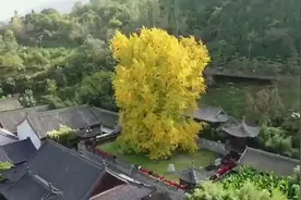 陕西这里下雪啦！西安千年银杏进入观赏期，网友：是李世民种的那棵吗？图片