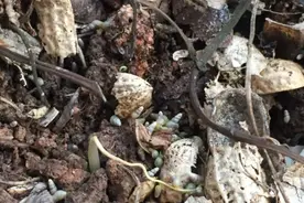 入侵动物—非洲蜗牛图片