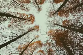 散文：心有阳光，必有诗与远方；心中有暖，何惧人生苍凉图片