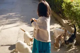 你听说过“聘猫”吗？主子到底是主子，养猫从古至今都不容易啊图片