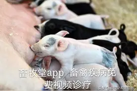 初产母猪难产大多是人为影响？早看早避免图片