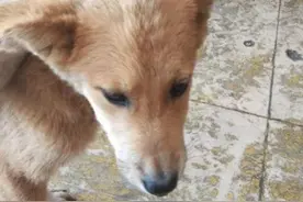 狗狗一回来就呜呜叫眼里满是泪水，主人看清后心疼不已：谁干的图片