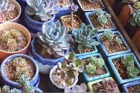 多肉发根有三招，土培、水培和空气发根，土壤才是多肉生长的基源图片