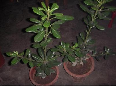 海桐(海桐树)_牧林森宠物网