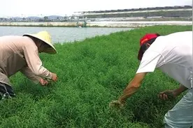 它是海边野菜，生长在盐碱地，味道鲜美有营养，错过再等一年图片