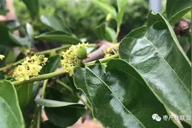 枣要坐果好，必须有“两手”图片