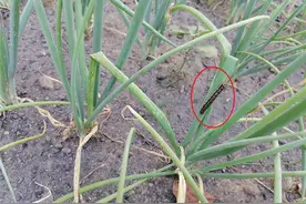 夏季天气热，香葱出现花叶？查看葱叶遭咬情况，注意防治斜纹夜蛾图片