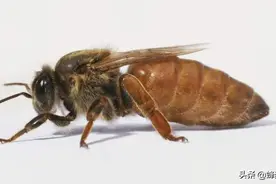 工蜂是如何干扰蜂王交配的？真相：工蜂还真不是省油的灯图片