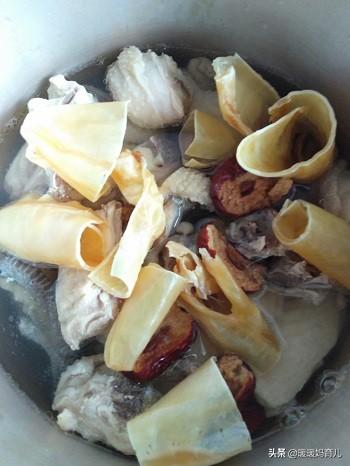 花胶煲鸡汤能下奶 花胶炖鸡汤下奶吗