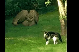 一只猫头鹰和一只家猫对峙，猫头鹰张开翅膀呈蓬松状，猫弓背反击图片
