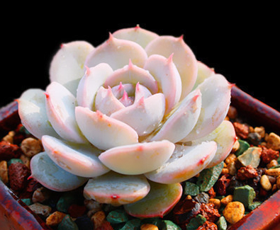 浪漫少女心!100种粉色多肉植物图鉴,激活你的桃花运!