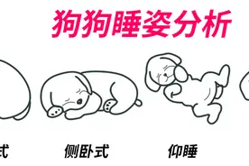 干货 | 如何从8种睡姿来判断狗狗是否有安全感？图片