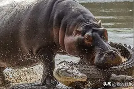 河马拉屎学问大，把便便甩得满天飞舞，有动物抢着帮它擦屁股图片
