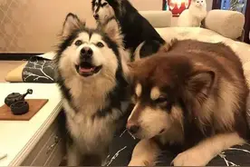 姑娘骗父母说这狗长不大，半年后，才知道这是巨型阿拉斯加犬！图片