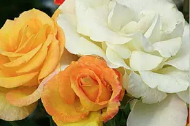 月季花嫁接方法图片