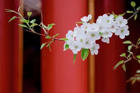 梨花淡白柳深青，柳絮飞时花满城——寂寞春欲晚，梨花满地无人管图片