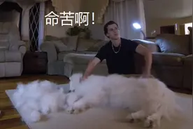 小哥捡了只白狗，一年后说自己“命苦”：养的还是狗吗？图片