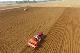 小麦播种量如何确定？是密了高产，还是稀了高产图片