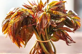 春天买香椿，注意区分“红叶”和“绿叶”，差别挺大，别买错了图片