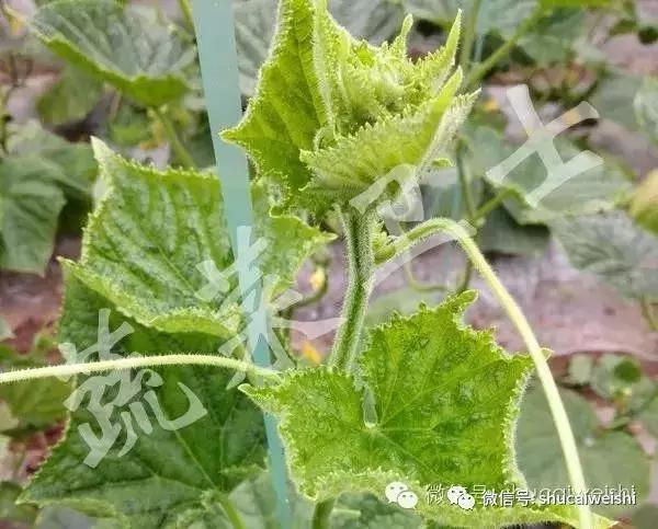 黄瓜新叶黄化,病仍然茶黄螨,这一次分清晰了!