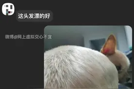 “这不是头，是屁股！原谅我第一眼也看错了…”图片
