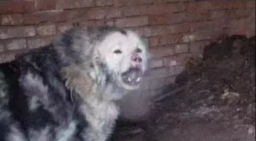 鬼獒到底是什么藏獒（世界仅存一只将灭绝的藏獒之王鬼獒王）