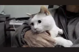 宠物医院的人间百态：北京兽医骂哭宠物主人，却治愈了无数人图片