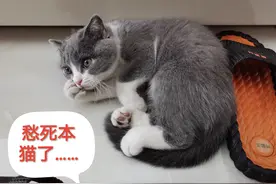 行走的表情包，攀攀猫系列，拿走不谢图片