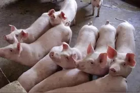 非瘟防控小知识图片