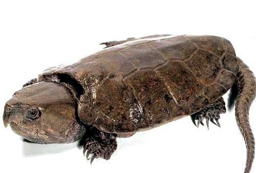 龟类的世界分布地,爱龟人士的福音