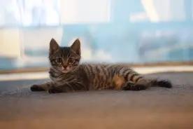 中国特有的狸花猫有多强大？往下看，带你了解它图片
