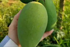 雷州特产-覃斗芒果图片