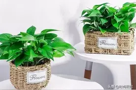 花草也喜欢“吃醋”?水里加点醋，叶绿根壮，满树枝头全是花图片